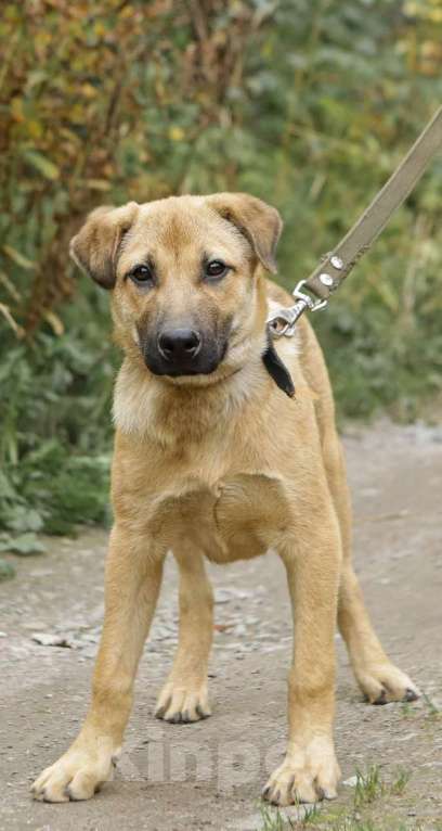 Собаки в Санкт-Петербурге: Отдам щенка бесплатно Мальчик, Бесплатно - фото 3
