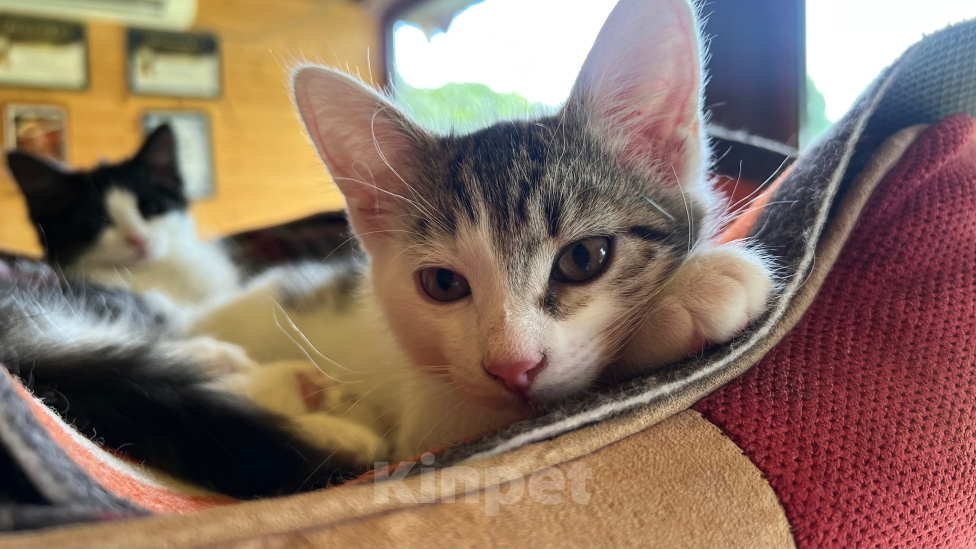 Кошки в Москве: Котенок Окси Мальчик, Бесплатно - фото 4