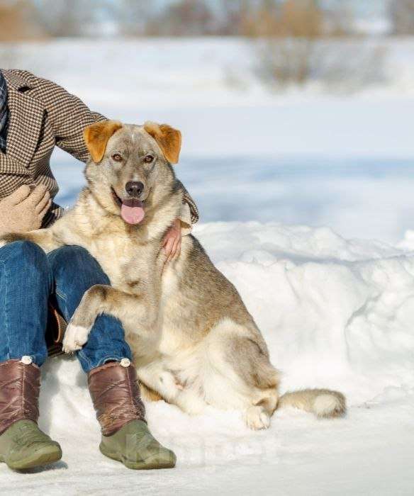Собаки в Раменском: Встречайте Макса Мальчик, Бесплатно - фото 2