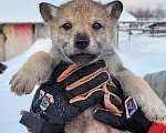 Собаки в Рязани: Щенки чехословацкого влчака Мальчик, 100 000 руб. - фото 6