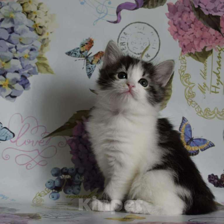 Кошки в Тюмени: КОТЯТ КУРИЛЬЧАТА, 25 000 руб. - фото 1