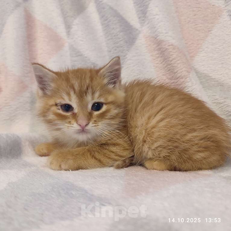 Кошки в Москве: Котята в добрые руки Девочка, Бесплатно - фото 2