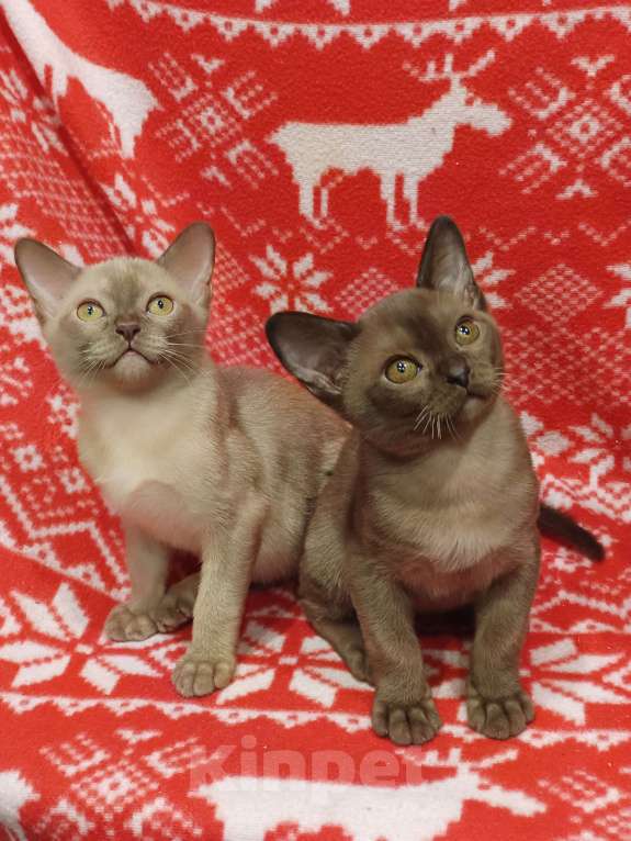 Кошки в Лыткарино: Котята бурма европейская  Мальчик, 45 000 руб. - фото 6