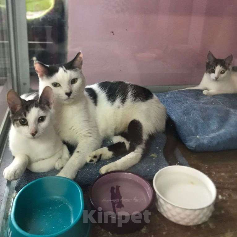 Кошки в Москве: Котята пристроились, а их мама Алиса осталась одна.. Девочка, Бесплатно - фото 2