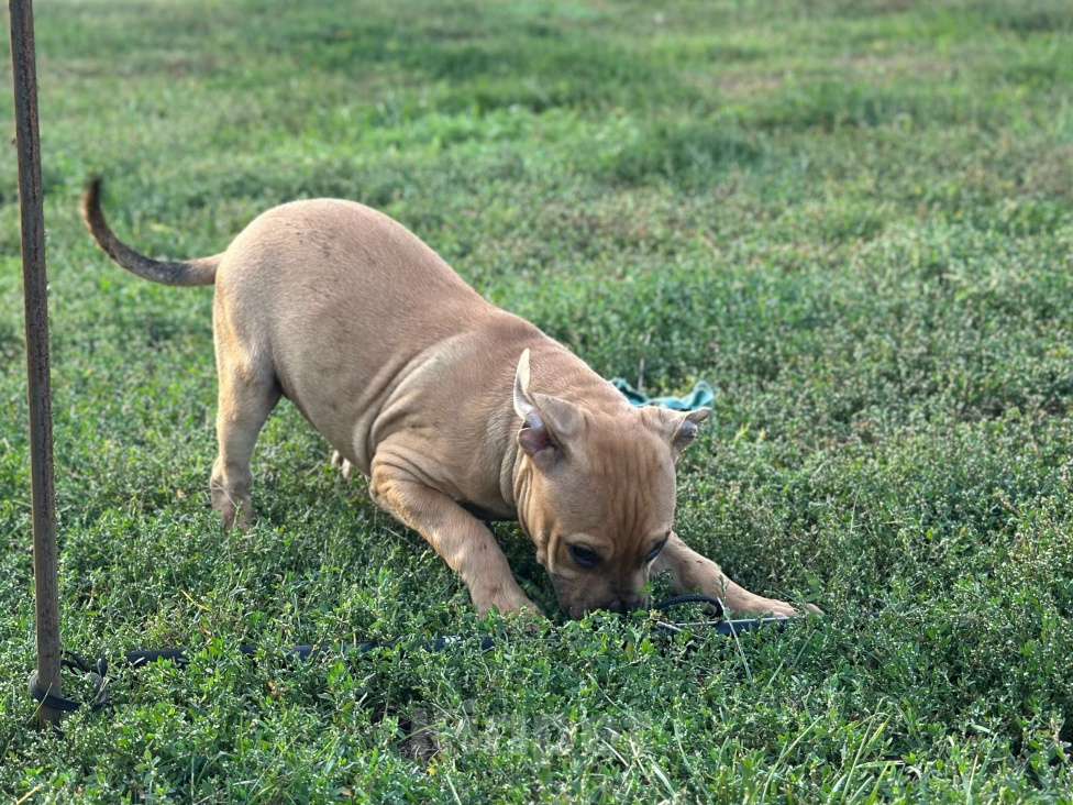 Собаки в других городах Воронежской области: Щенки американского пит-бультерьера Мальчик, 80 000 руб. - фото 3