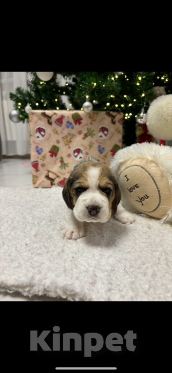 Собаки в Белгороде:  Бигль 04.01.2025 г.р девочка Девочка, 30 000 руб. - фото 7