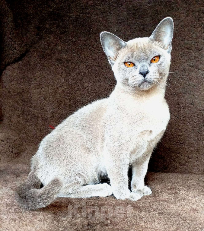 Кошки в Краснодаре: Бурманкий котёнок Девочка, Бесплатно - фото 4