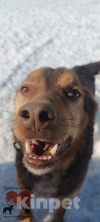 Собаки в Тамбове: Пампушка  Девочка, Бесплатно - фото 2