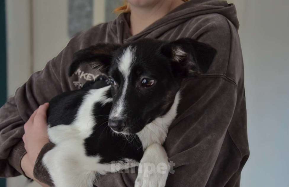 Собаки в Волгограде: Грейс ищет дом Девочка, Бесплатно - фото 3
