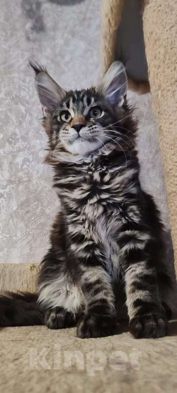 Кошки в Череповце: Чистопородный Мейн Кун Девочка, 30 000 руб. - фото 4