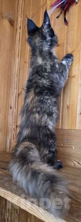 Кошки в Москве: Под стерелизацию Девочка, 1 руб. - фото 3