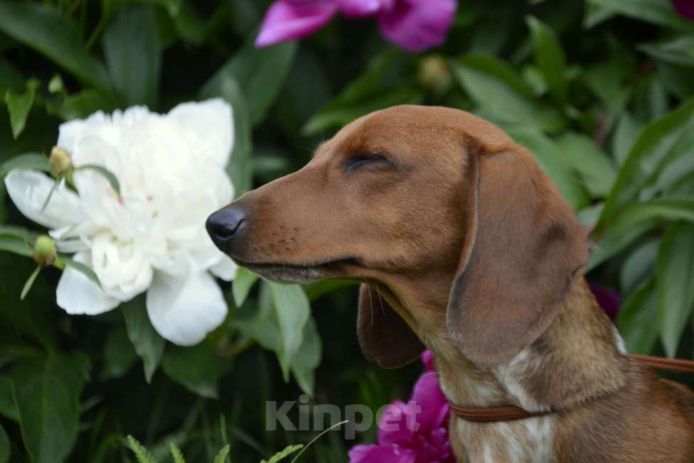 Собаки в Тольятти: Такса стандартная (гладкошерстная) Девочка, 70 000 руб. - фото 3