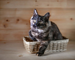 Кошки в Москве: В дар котенок Крошка - черный носик, трехцветный хвостик. Девочка, 10 руб. - фото 5