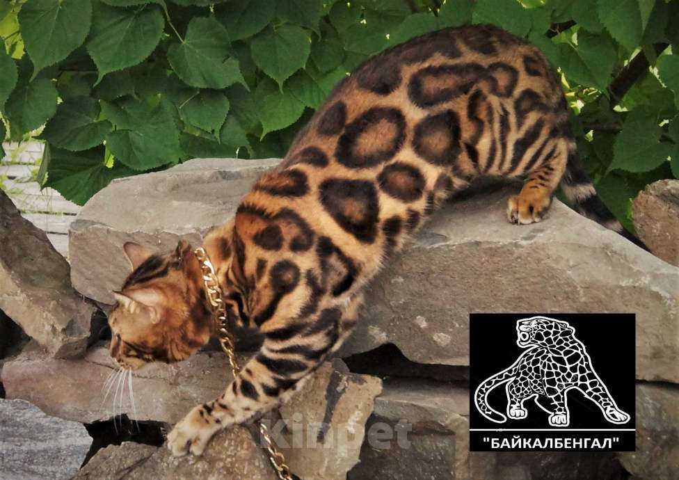 Кошки в Петропавловске-Камчатском: Бенгальский котенок. Питомник. Мальчик, Бесплатно - фото 9