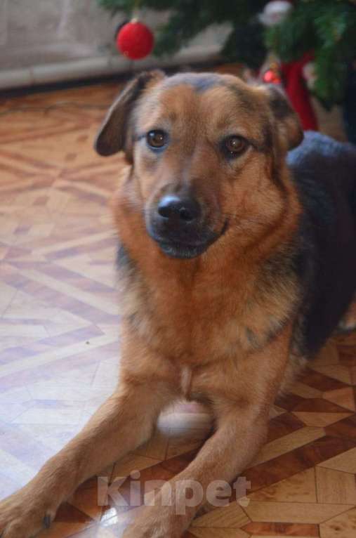 Собаки в Москве: ДЕВОЧКА Девочка, Бесплатно - фото 2