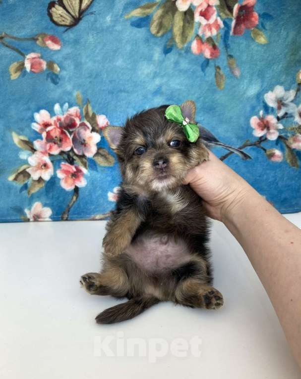 Собаки в Москве: Йорк с зелёно голубыми глазами мальчик стандарт Девочка, 60 000 руб. - фото 6