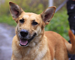 Собаки в Балашихе: Золотая семейная Оливия 3,5г из приюта Девочка, Бесплатно - фото 1