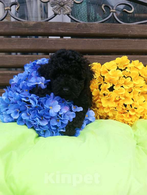 Собаки в Москве: Мальчик той пуделя Мальчик, 40 000 руб. - фото 2