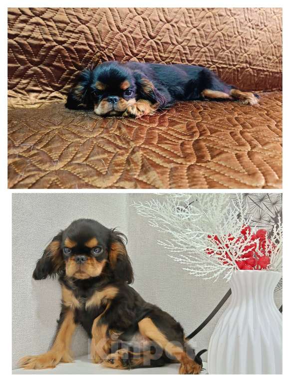 Собаки в Ижевске: Кинг Чарльз спаниель Мальчик, 50 000 руб. - фото 1