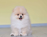 Собаки в Подольске: Шпиц кремовый щенок Девочка, Бесплатно - фото 2