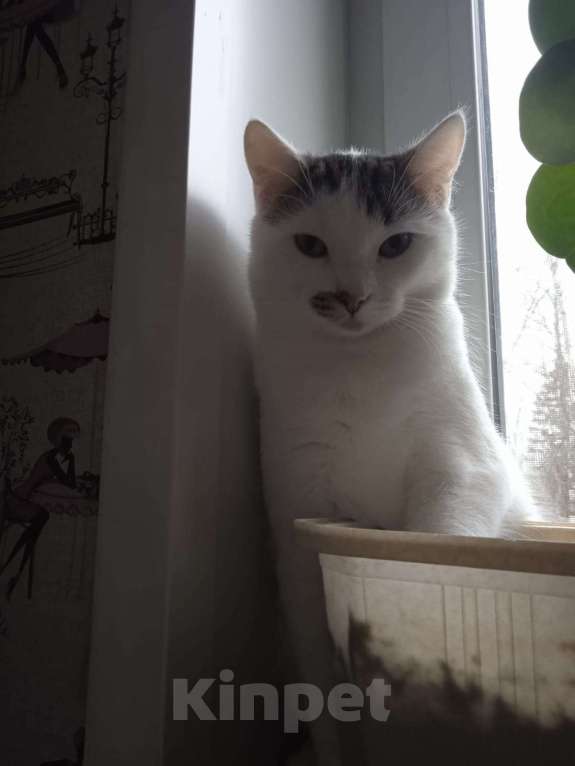 Кошки в Москве: 🐾 Мальчик, около 7 месяцев 💛 Мальчик, Бесплатно - фото 1