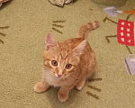 Кошки в Салавате: Котёнок от породистой кошки и от беспородного кота Мальчик, 1 500 руб. - фото 1