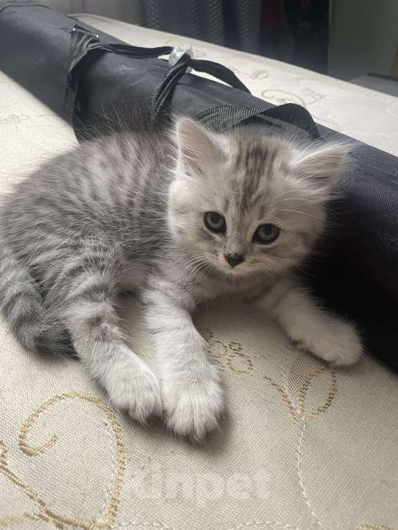 Кошки в Красноярске: Полосатая британочка с подшерстком и носиков в виде сердечка. Девочка, 1 000 руб. - фото 3