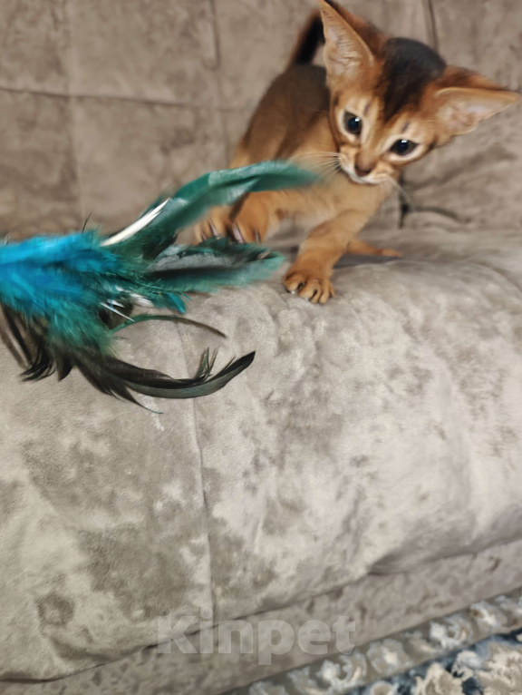 Кошки в Мытищах: Абиссинские котята в домашние любимцы Мальчик 1 Мальчик, 45 000 руб. - фото 5