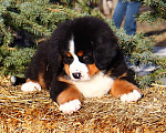 Собаки в Москве: Щенок Бернского Зенненхунда Мальчик, Бесплатно - фото 1