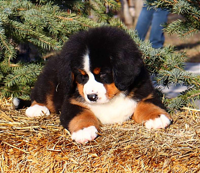 Щенок Бернского Зенненхунда