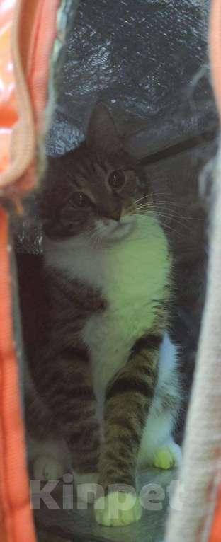 Кошки в Санкт-Петербурге: Ищем лучший дом для прекрасной кошечки Девочка, Бесплатно - фото 7