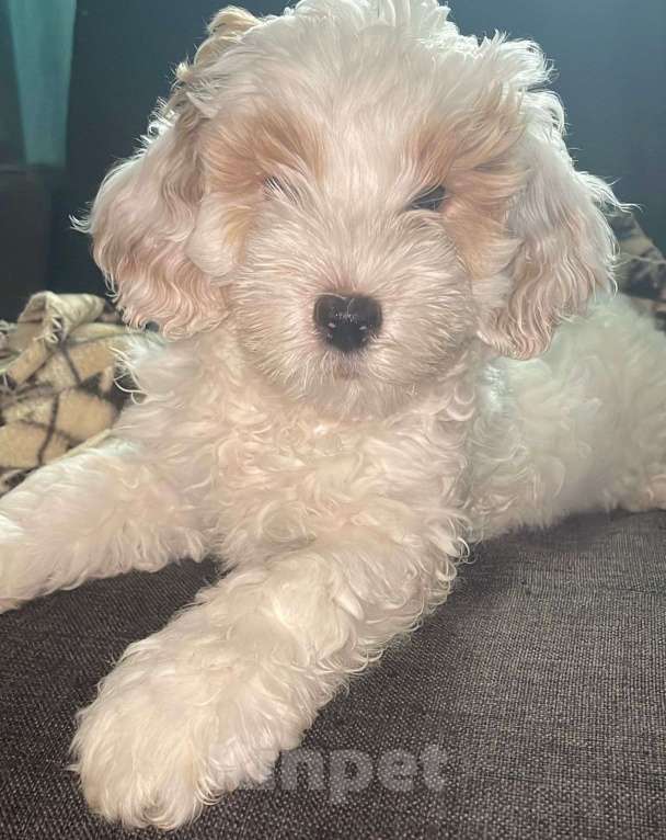 Собаки в Москве: Щенок. Метис. Девочка Девочка, 1 000 руб. - фото 2