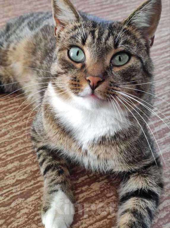 Кошки в Санкт-Петербурге: Кот Художник ищет дом и вдохновение Мальчик, 10 руб. - фото 2