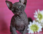 Кошки в Москве: Два мальчика сфинкс черный и шоколадный Мальчик, 20 000 руб. - фото 1