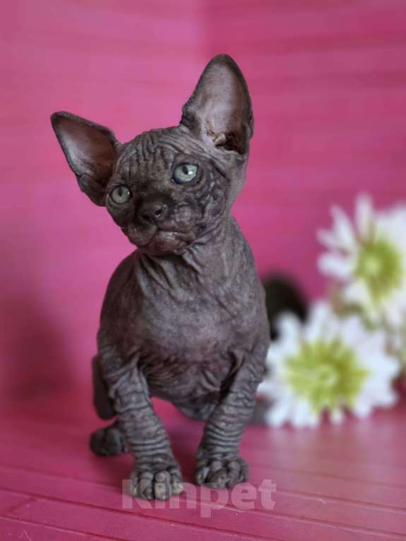 Кошки в Москве: Два мальчика сфинкс черный и шоколадный Мальчик, 20 000 руб. - фото 1