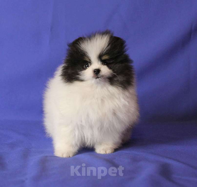 Собаки в Люберцах: Девочка шпица, триколорка Девочка, 50 000 руб. - фото 2