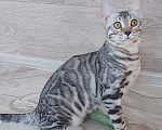 Кошки в Москве: Бенгальский мальчик серебро  Мальчик, Бесплатно - фото 10