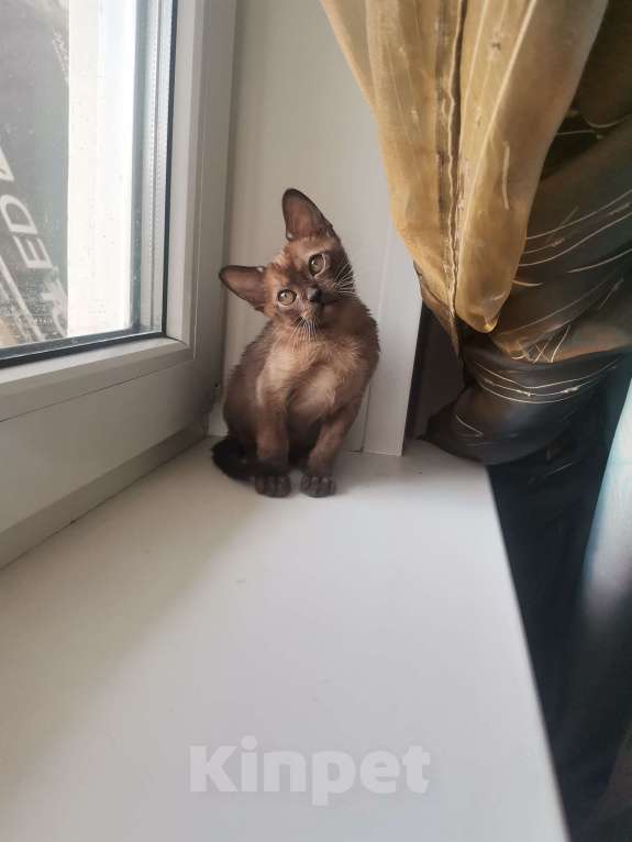 Кошки в Красноярске: Бурманская кошечка Девочка, 35 000 руб. - фото 5