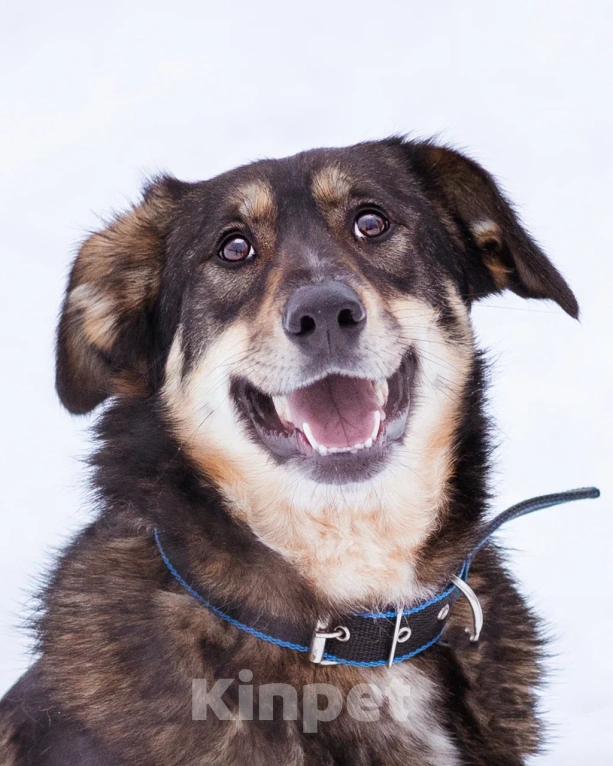Собаки в Москве: Ариэль ищет свою любящую семью Девочка, Бесплатно - фото 6