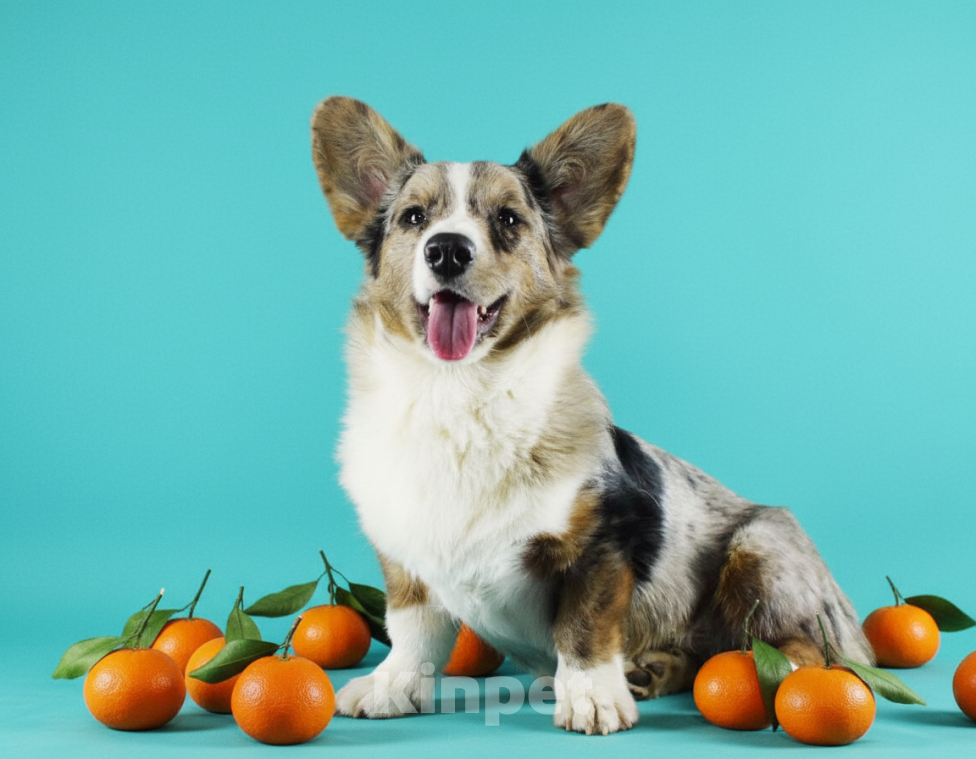 Собаки в Москве: Корги мраморный мальчик  Мальчик, 40 000 руб. - фото 4