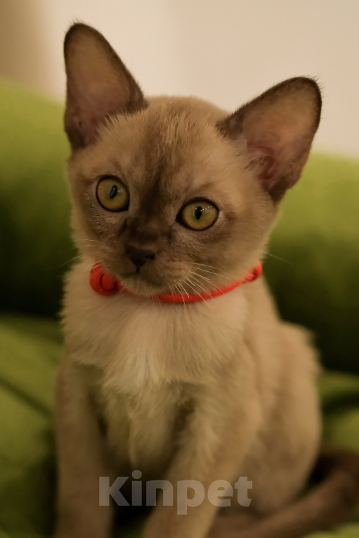 Кошки в Тюмени: Продажа котят Девочка, 55 000 руб. - фото 1