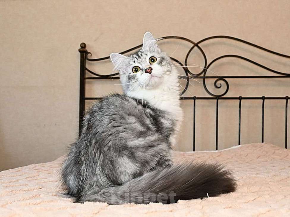 Кошки в Москве: Продаются сибирские и невские маскарадные котята Мальчик, Бесплатно - фото 2