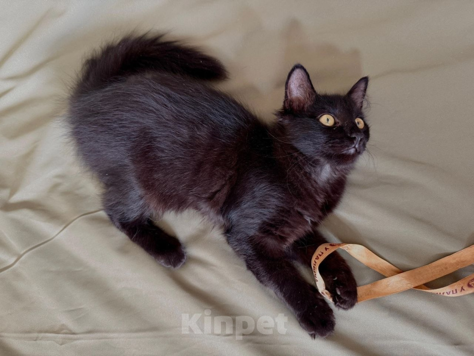 Кошки в Москве: Котенок Бегемот ищет дом Мальчик, Бесплатно - фото 8