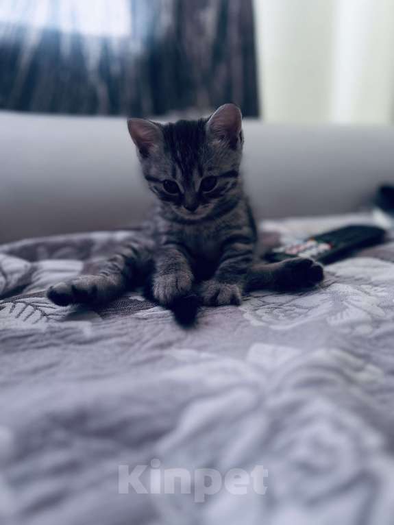 Кошки в Санкт-Петербурге: Шотландский котенок продажа Мальчик, 15 000 руб. - фото 3