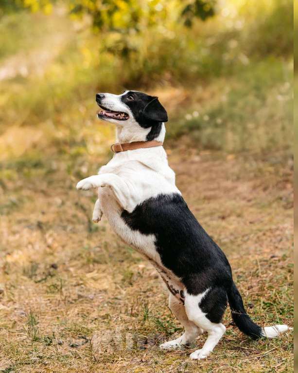 Собаки в других городах Московской области: Ищу дом маленькой паре Девочка, Бесплатно - фото 4