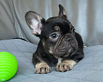 Собаки в Санкт-Петербурге: Девочка фр. Бульдог мини  Девочка, 40 000 руб. - фото 2