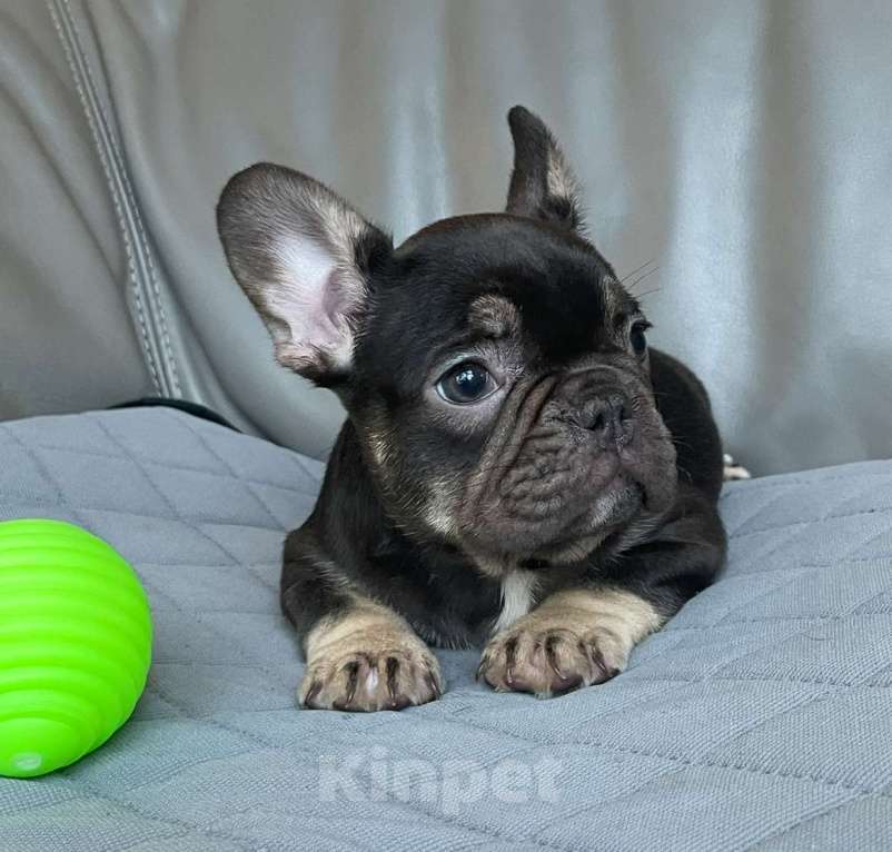 Собаки в Санкт-Петербурге: Девочка фр. Бульдог мини  Девочка, 40 000 руб. - фото 2