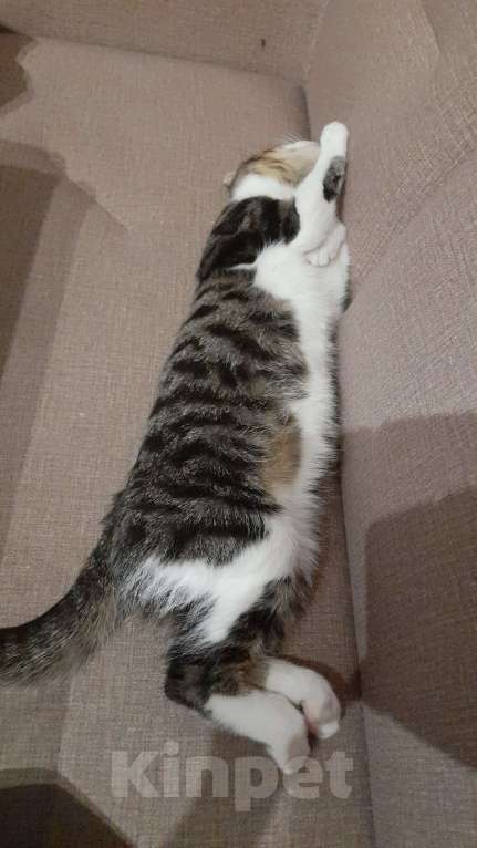 Кошки в Санкт-Петербурге: В добрые руки Мальчик, Бесплатно - фото 2