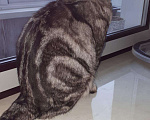 Кошки в Тамбове: Вязка, 2 500 руб. - фото 4