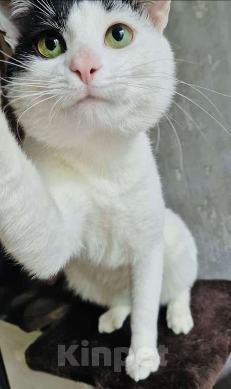 Кошки в Москве: Зеленоглазый кот в добрые руки Мальчик, 10 руб. - фото 7